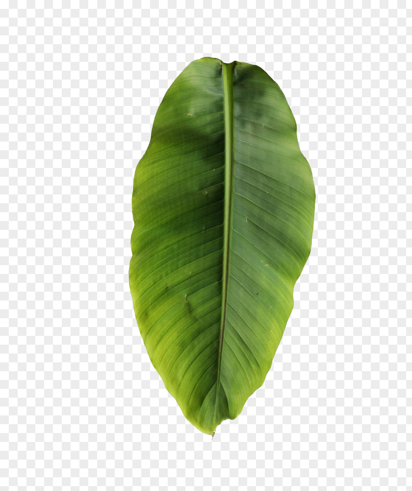 Banana Leaves Leaf Musa Basjoo Clip Art PNG