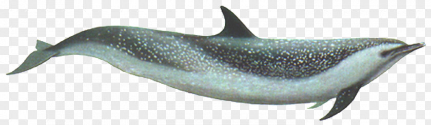 Dolphin Common Bottlenose Rough-toothed Tucuxi Short-beaked Porpoise PNG
