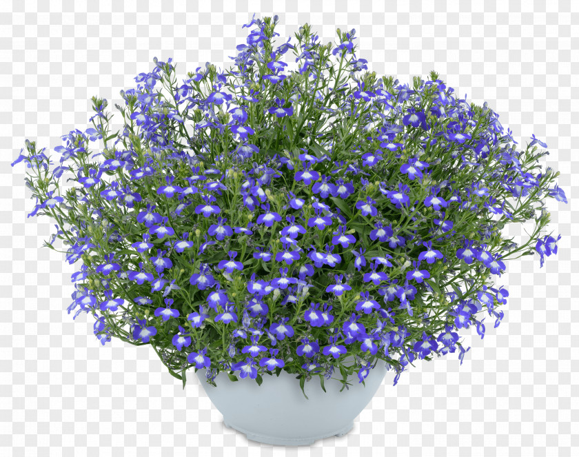 Flower English Lavender Lobelias Blue Mount Kenya PNG