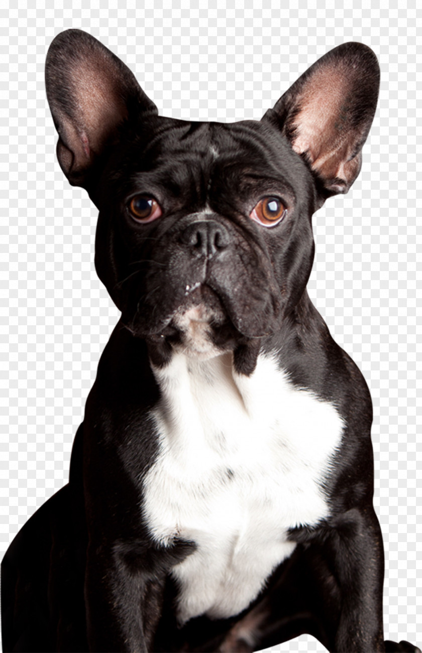 French Bulldog English Old Pug Toy Boston Terrier Dog Breed PNG