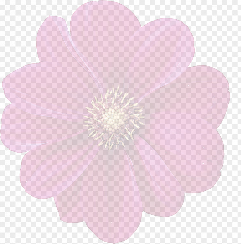 Herbaceous Plant Petal Pink Flower PNG