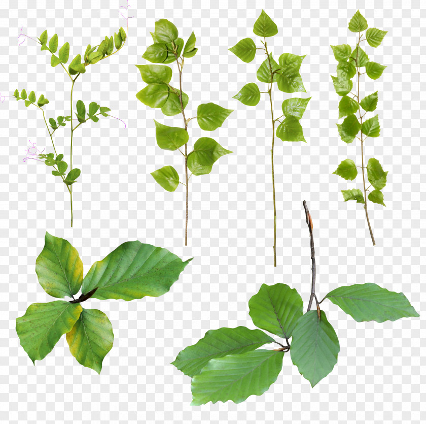 Leaf Herbalism Plant Stem Branching PNG