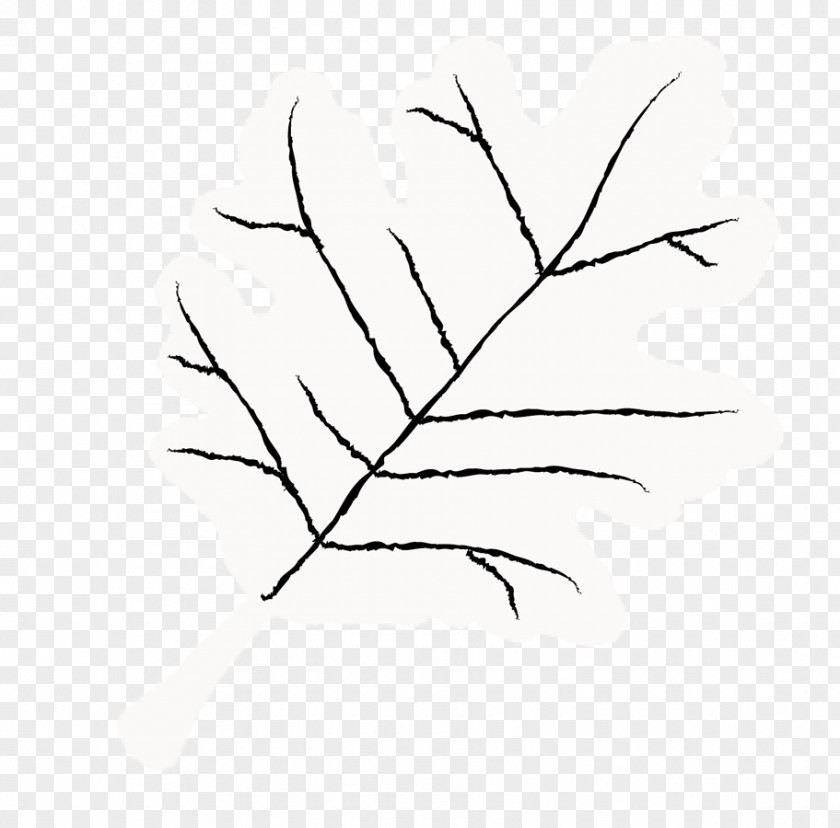 Leaf Twig Plant Stem Line Art Petal PNG