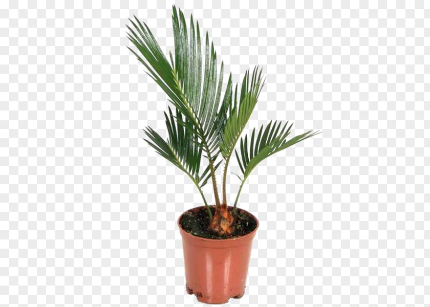 Plant Asian Palmyra Palm Sago Houseplant Arecaceae PNG