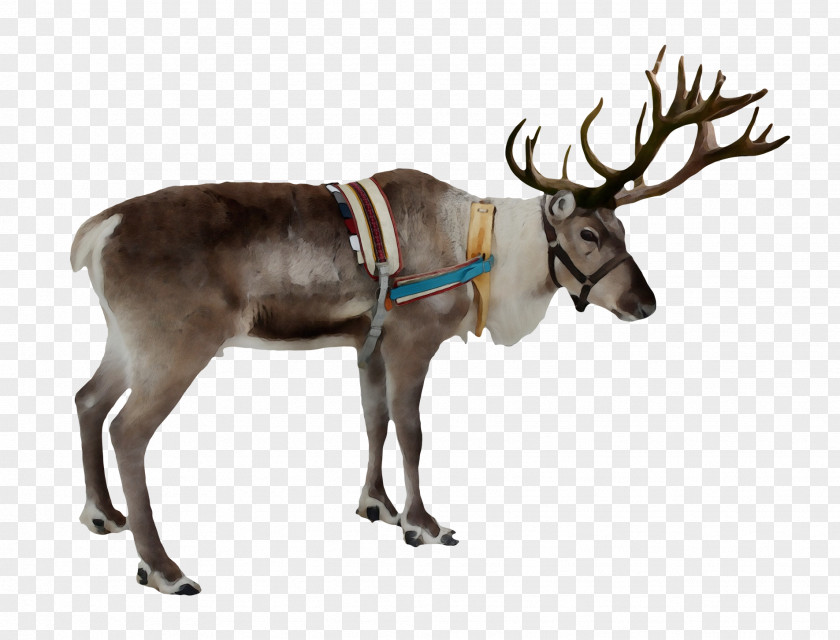 Wildlife Elk Christmas Santa Claus PNG