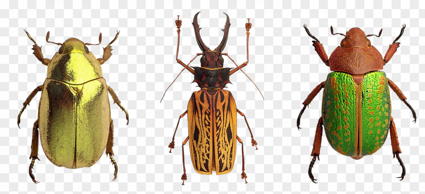 Beetle Specimens Butterfly Bed Bug Pixabay PNG
