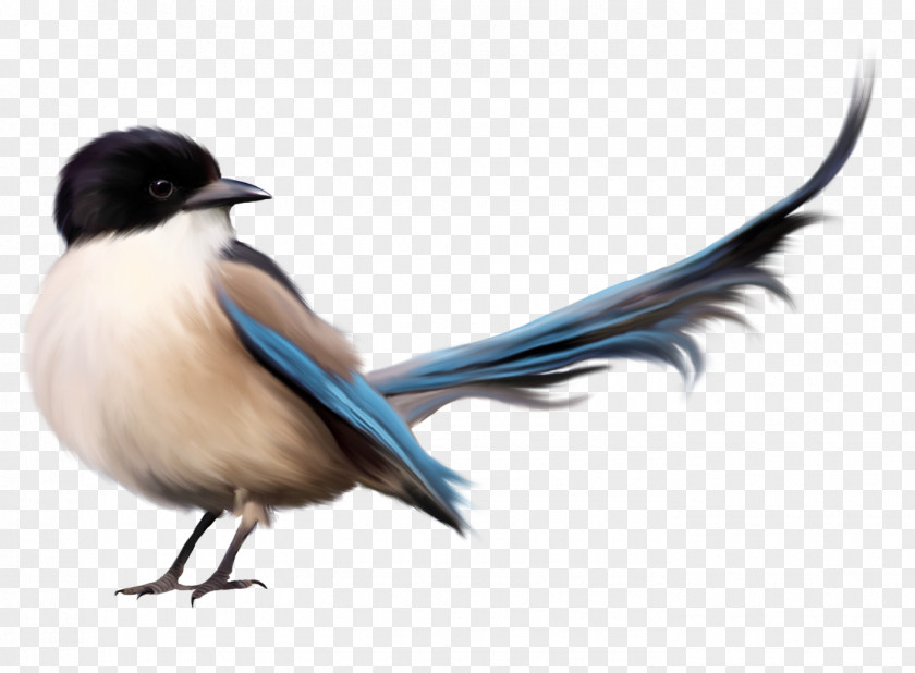 Bird With Blue Tail Clipart Picture Clip Art PNG