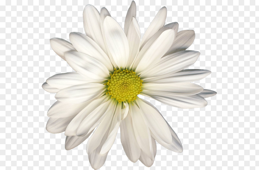 Chamomile Clip Art Raster Graphics Oxeye Daisy PNG