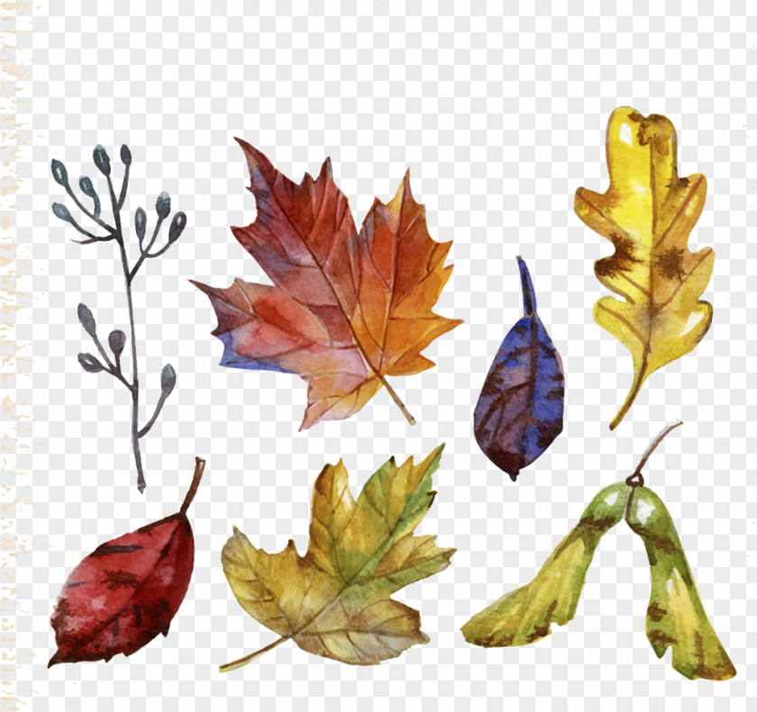 Colored Autumn Leaves Leaf PNG