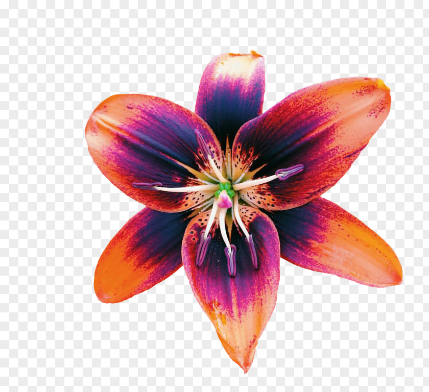 Galaxy Transparent Daylily Lily M PNG