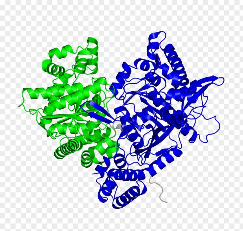 Glycogen Phosphorylase NiFe Hydrogenase Enzyme Hydrogen Production Alkaline Phosphatase PNG