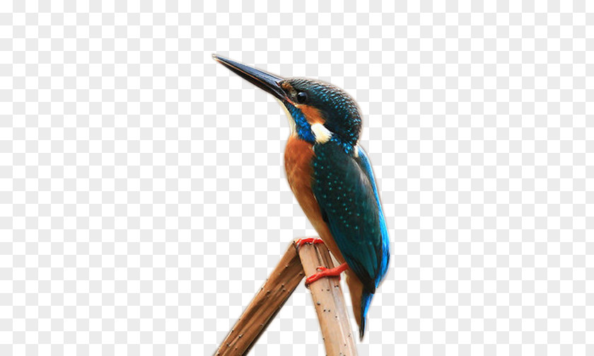 Kingfisher Leisure Bird PNG