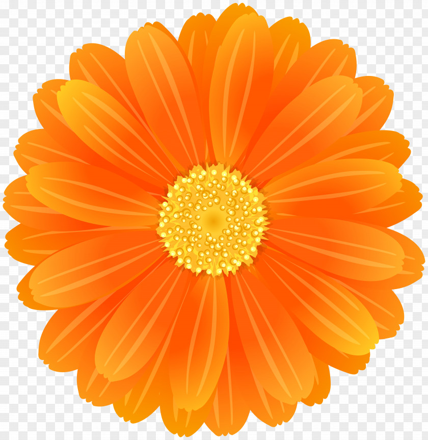 Orange Flower Transvaal Daisy Desktop Wallpaper Clip Art PNG