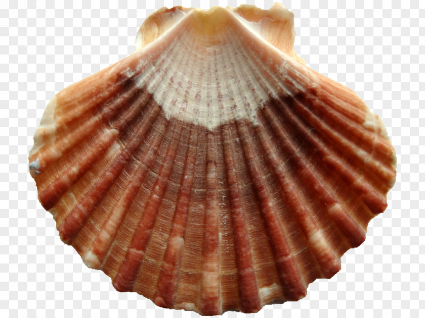 Seashell Cockle Pectinidae Clam Chlamys Varia PNG