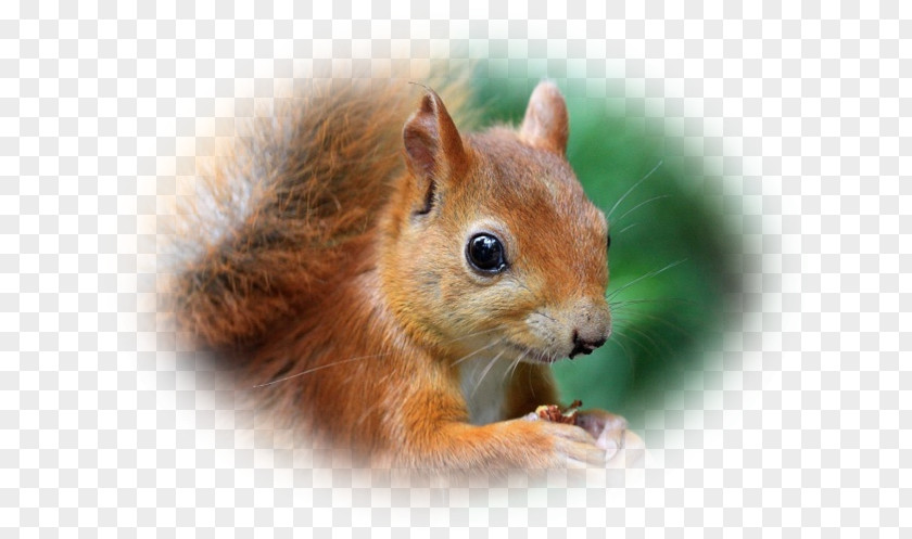 Squirrel Chipmunk Fox Dormouse Whiskers PNG