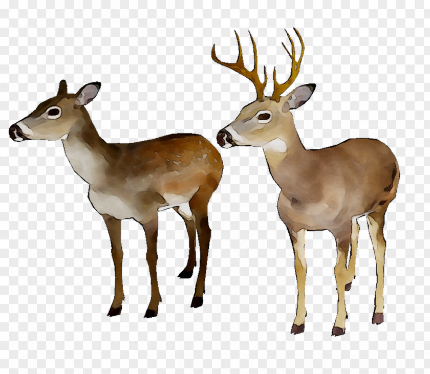 White-tailed Deer Reindeer Moschus Antler PNG