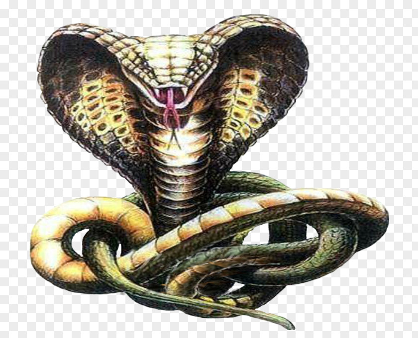 Anaconda Snake Tattoo Cobra Drawing Sketch PNG