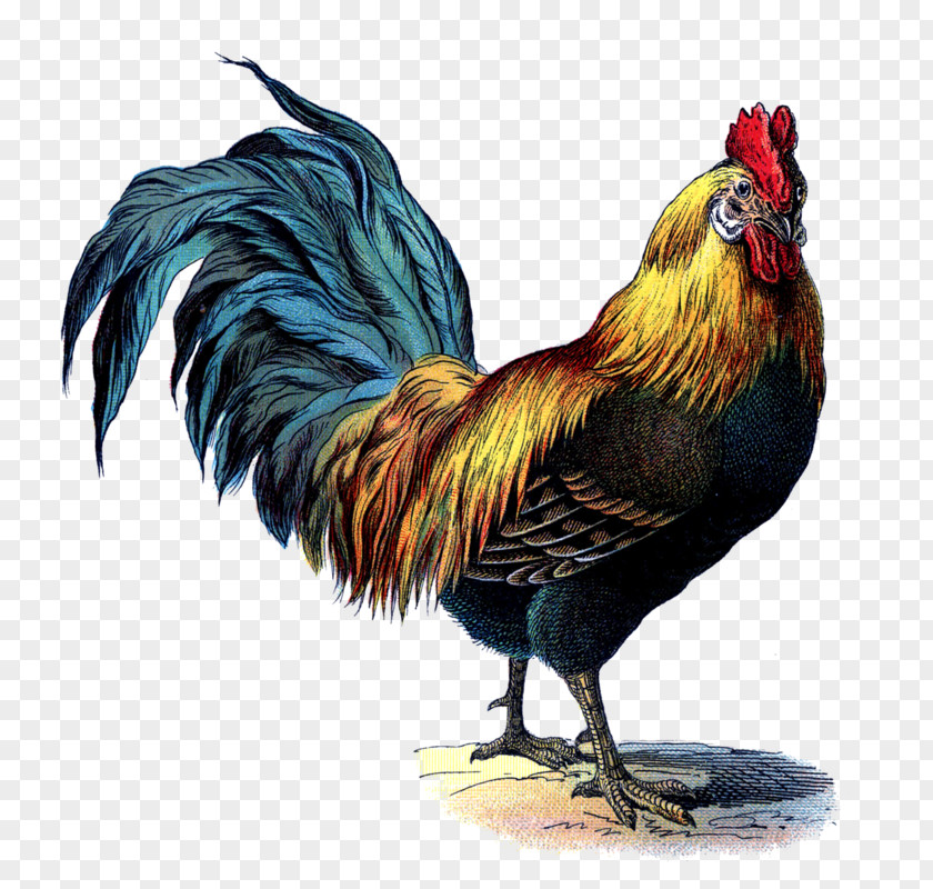 Antique Rooster's Antiques And Home Decor Cochin Chicken Vintage Clothing PNG