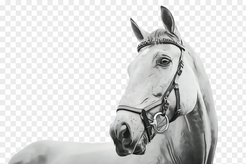 Blackandwhite Mane Horse Bridle White Halter Tack PNG