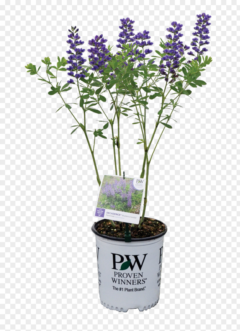 Blueberry English Lavender Baptisia Australis Shrub Plant PNG