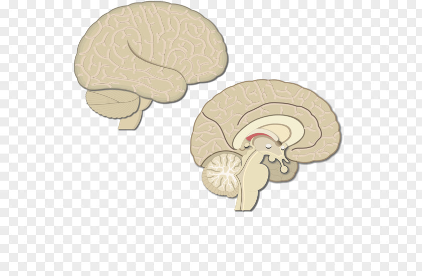 Brain Lobes Of The Cerebral Cortex Parietal Lobe Posterior Motor PNG