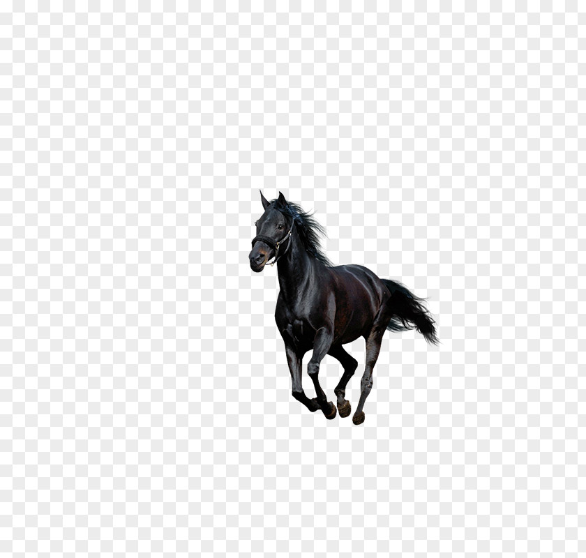 Running Horse American Paint Howrse Black PNG