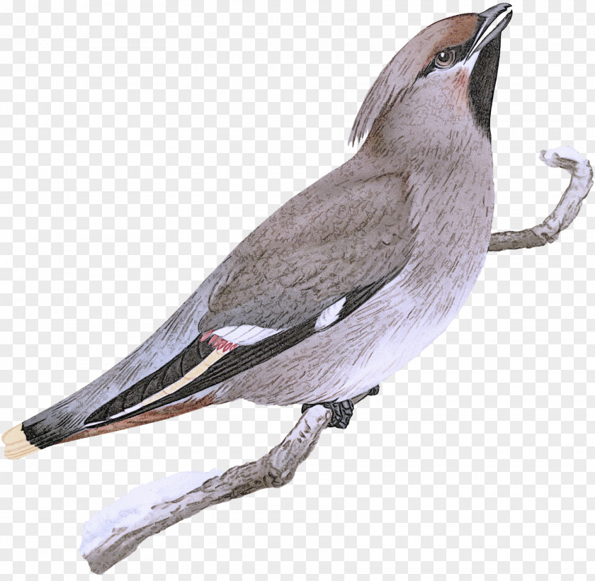 Bird Beak Waxwing Perching PNG