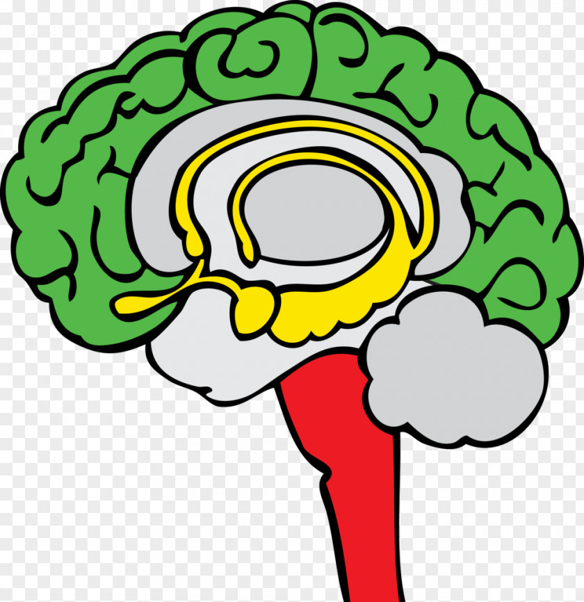 Brain Brainstem Limbic System Human Clip Art PNG