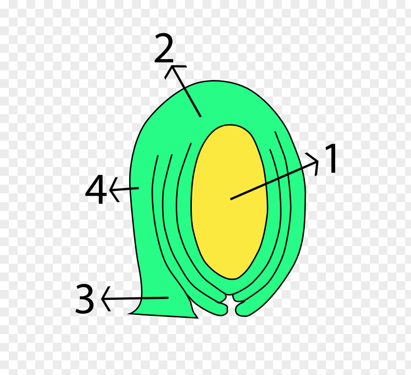 Plant Ovule Egg Cell Gametophyte Embryo PNG