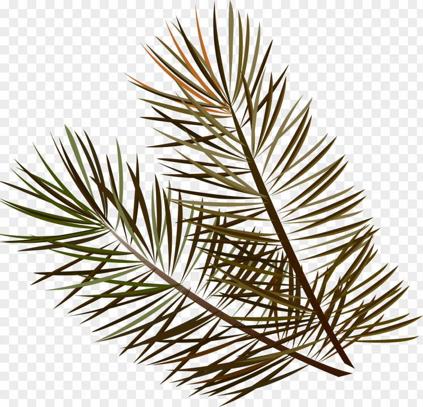 Spruce Branches Twig Grasses Leaf Family PNG