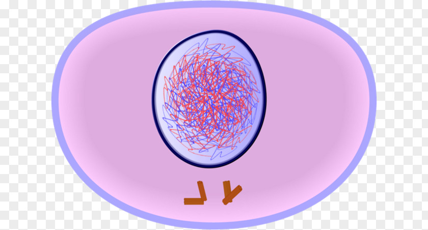 Cell Cycle Interphase Mitosis Division PNG