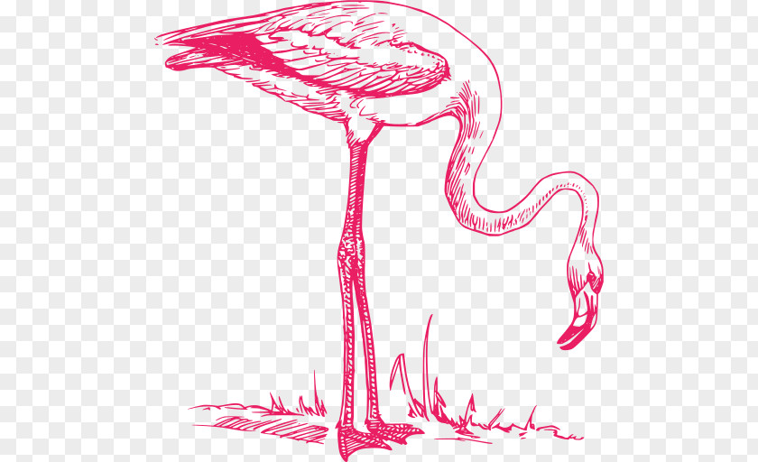 Flamingo Svg Clip Art Vector Graphics Drawing Illustration PNG