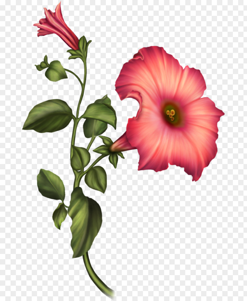 Flower Rosemallows Cut Flowers Floral Design Petal PNG