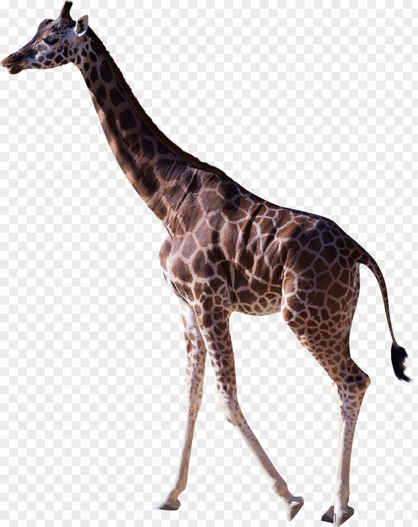 Giraffe Northern Stock Photography Mammal PNG
