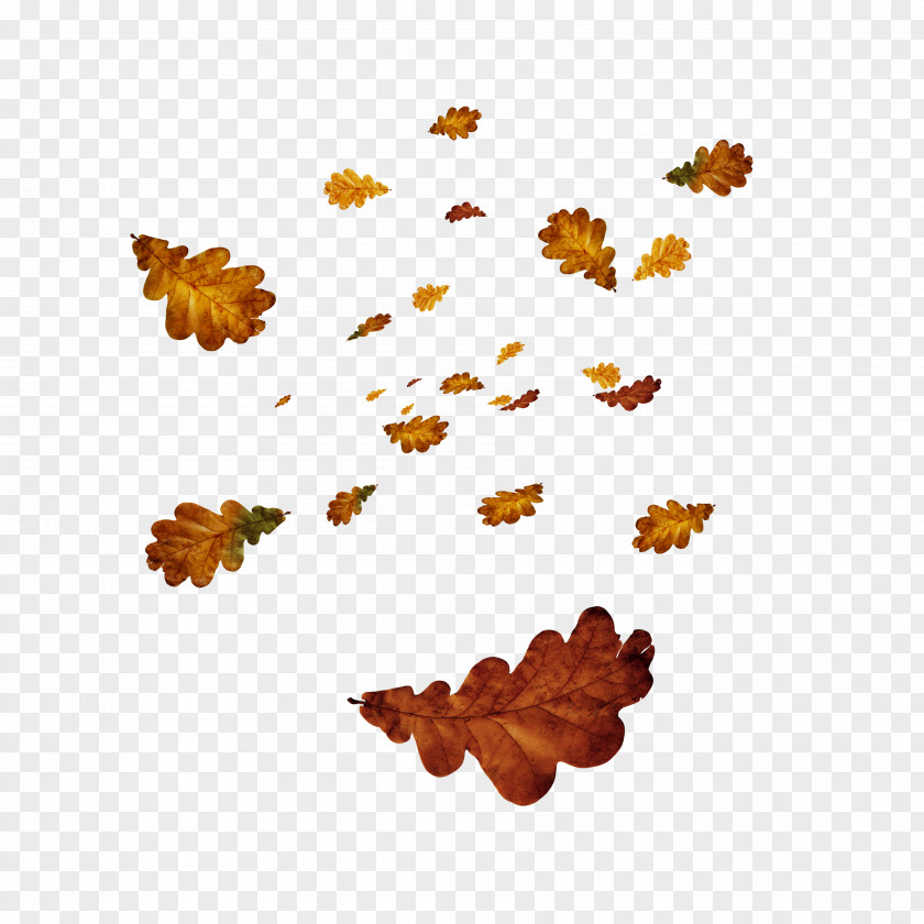 Leaves Photography Clip Art PNG