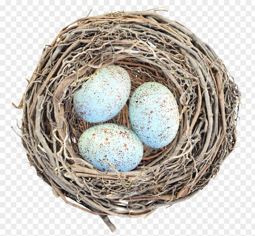 Nest Eggs Bird Egg PNG