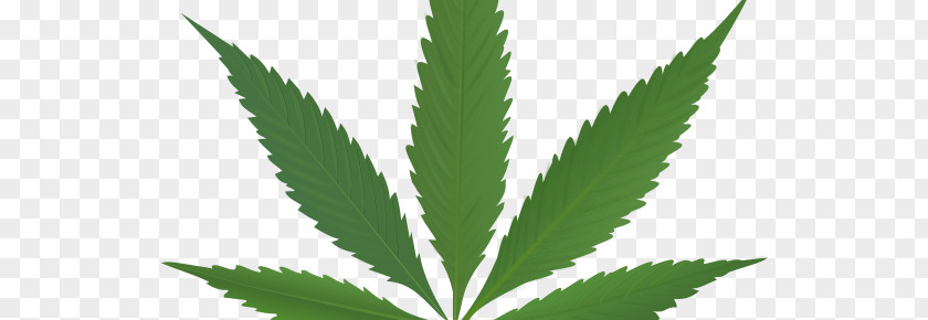 Cannabis Sativa Legalization Hemp PNG