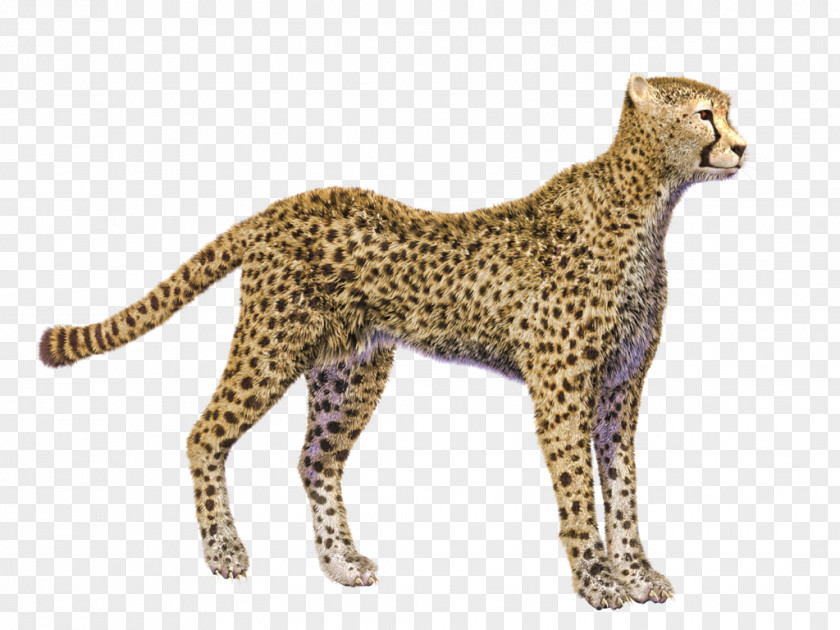 Cheetah Display Resolution Clip Art PNG