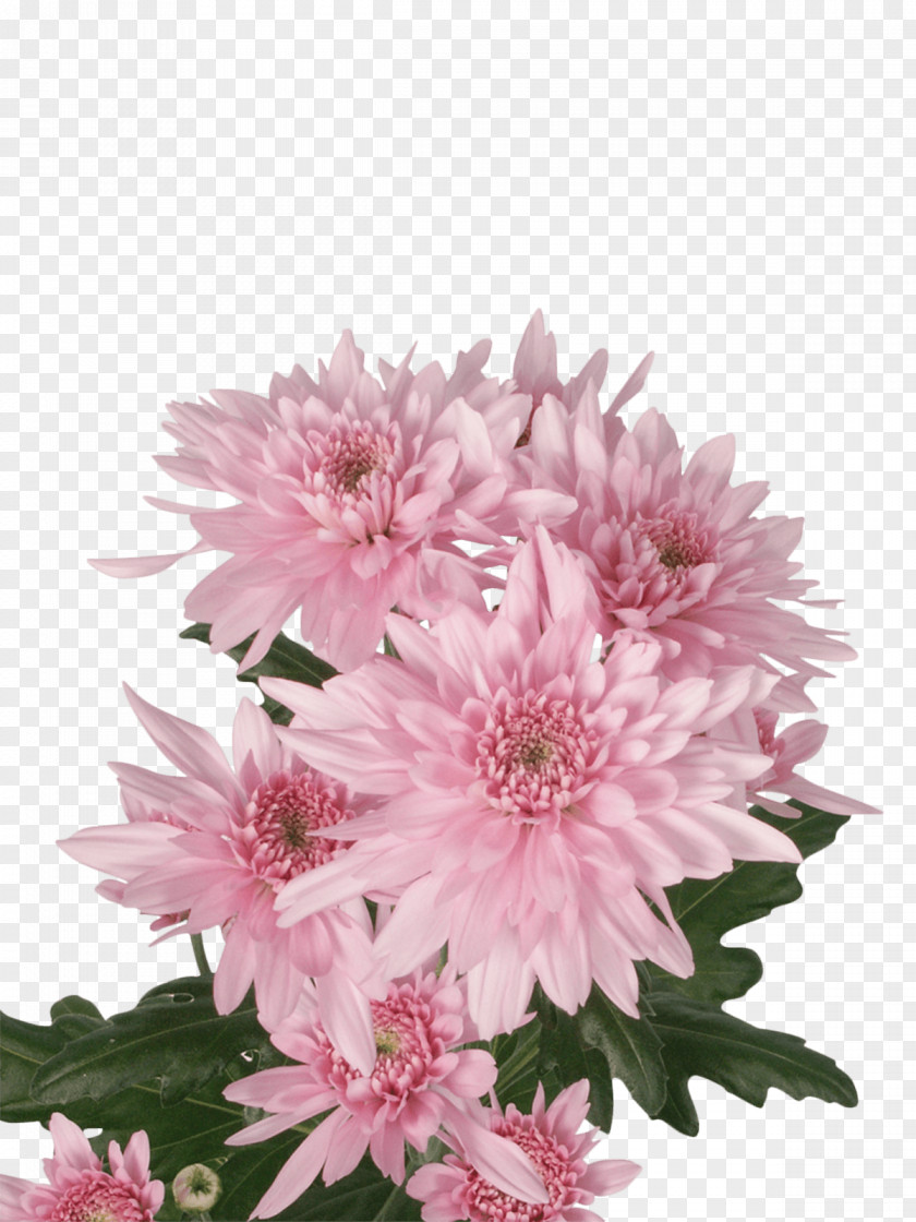 Chrysanthemum Royal Van Zanten Cut Flowers Floral Design PNG