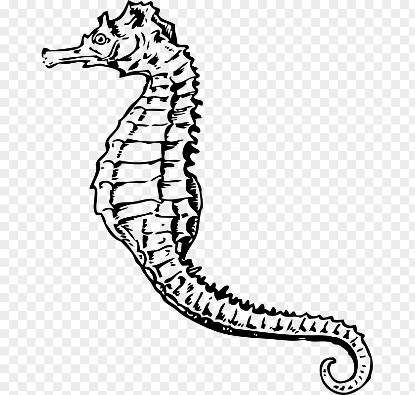 Seahorse Clip Art PNG