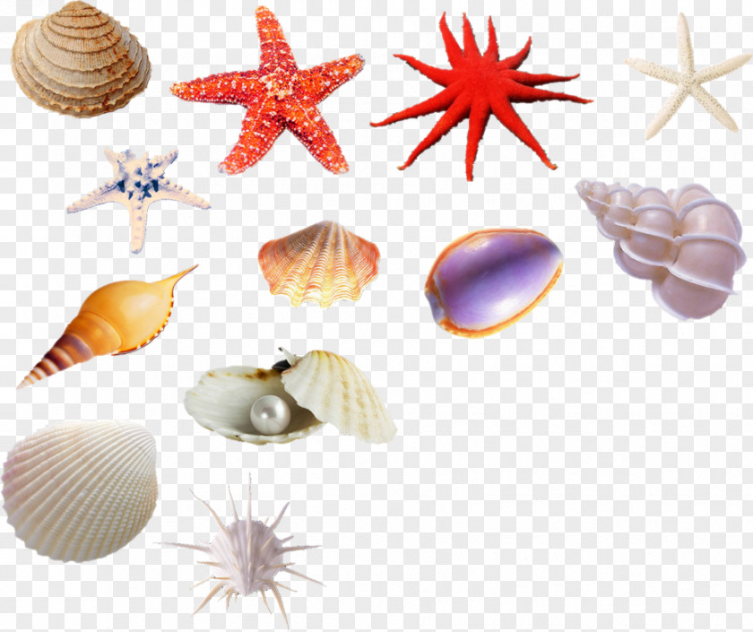 Shell Seashell Sea Snail Euclidean Vector Shellfish PNG