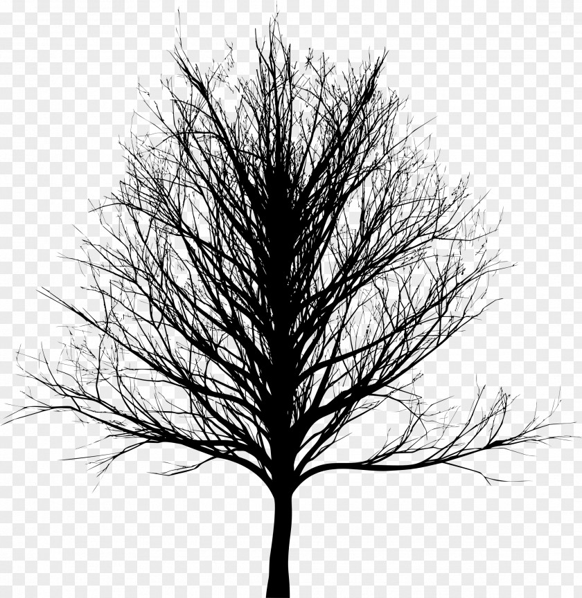 Tree Silhouette Bald Cypress Oak PNG