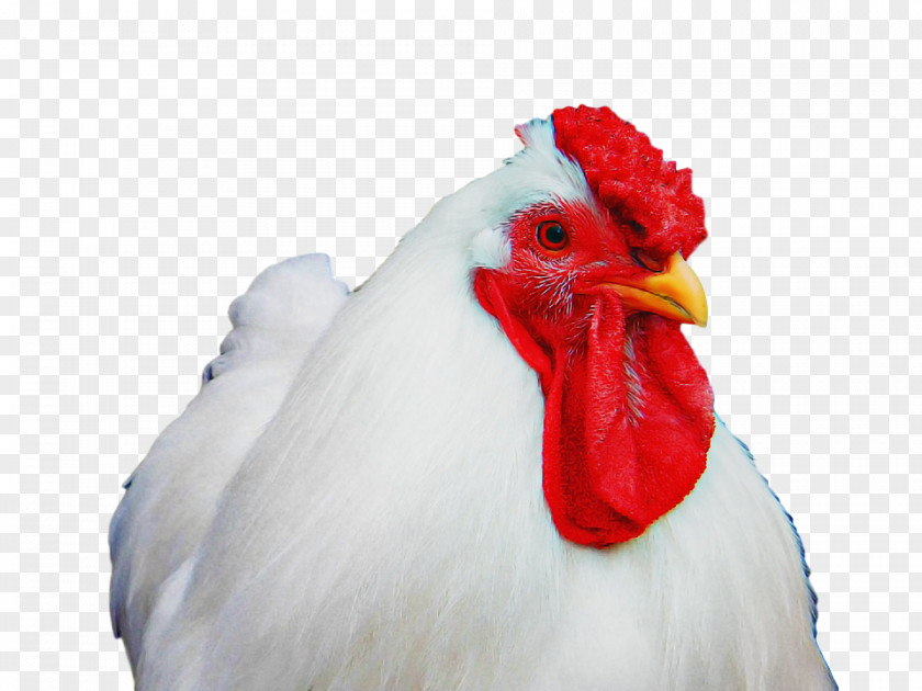 Chicken Bird Rooster Beak White PNG