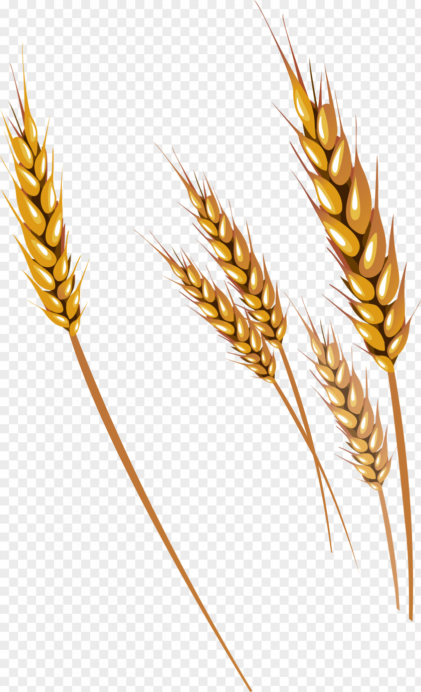 Corn Ham Clip Art PNG