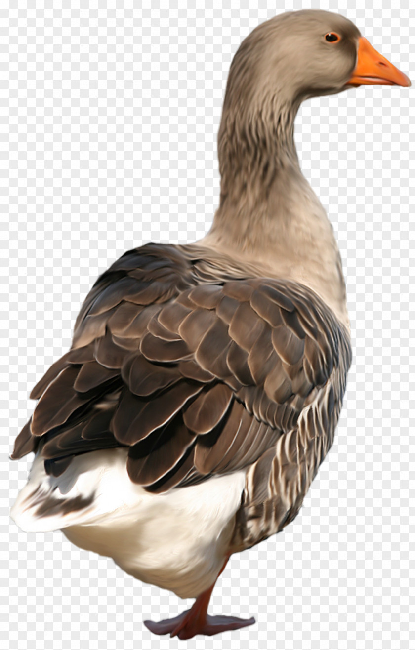 Duck Bird Goose Vasifresh Clip Art PNG