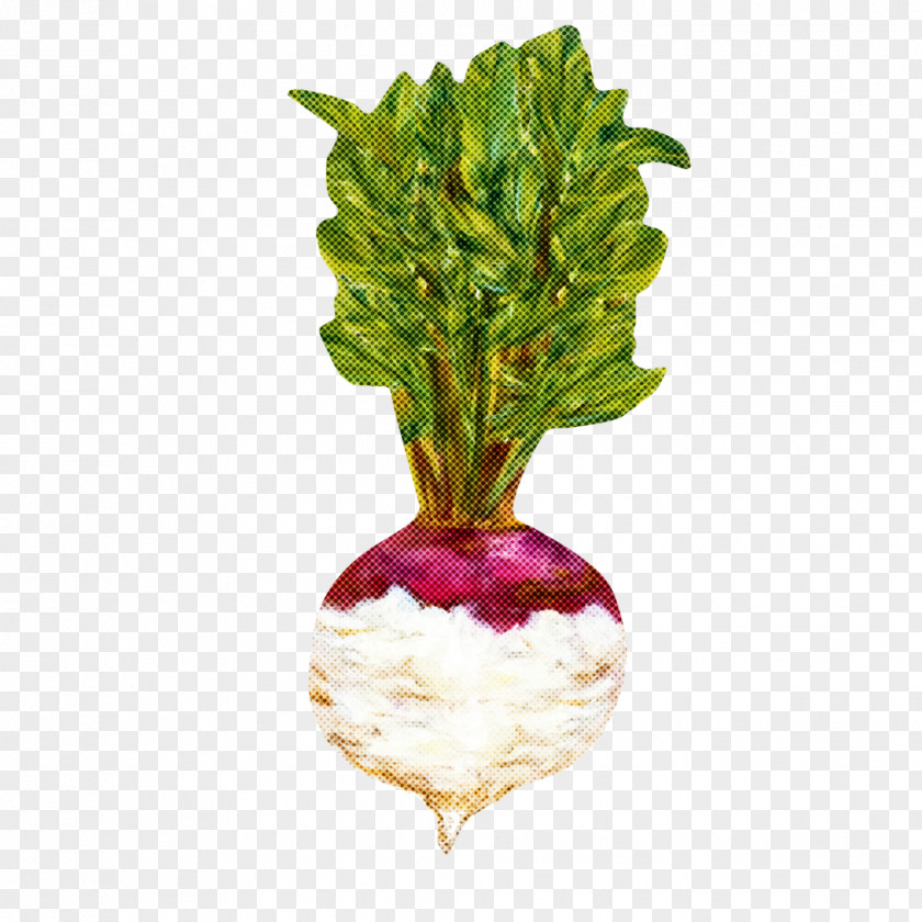 Leaf Vegetable Radish-m Superfood Flowerpot PNG