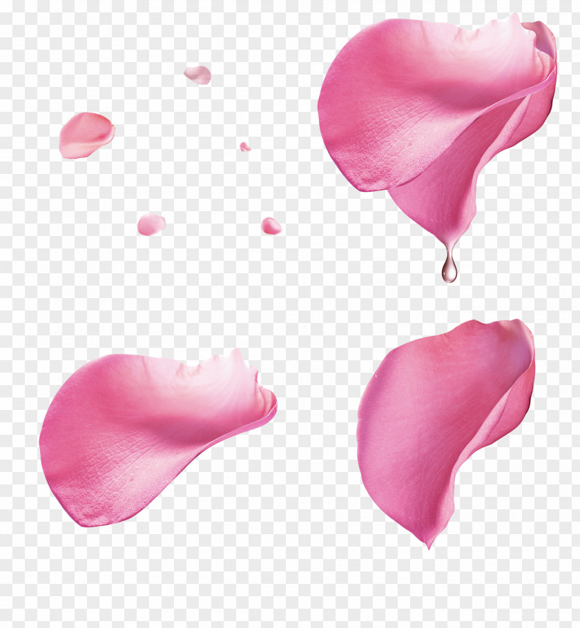 Pink Rose Petal Floating Material PNG