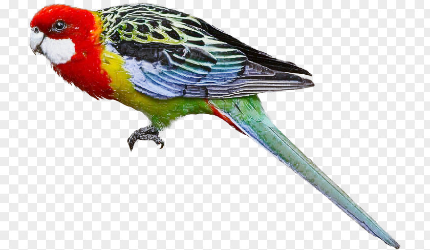 Bird Beak Parakeet Budgie Parrot PNG