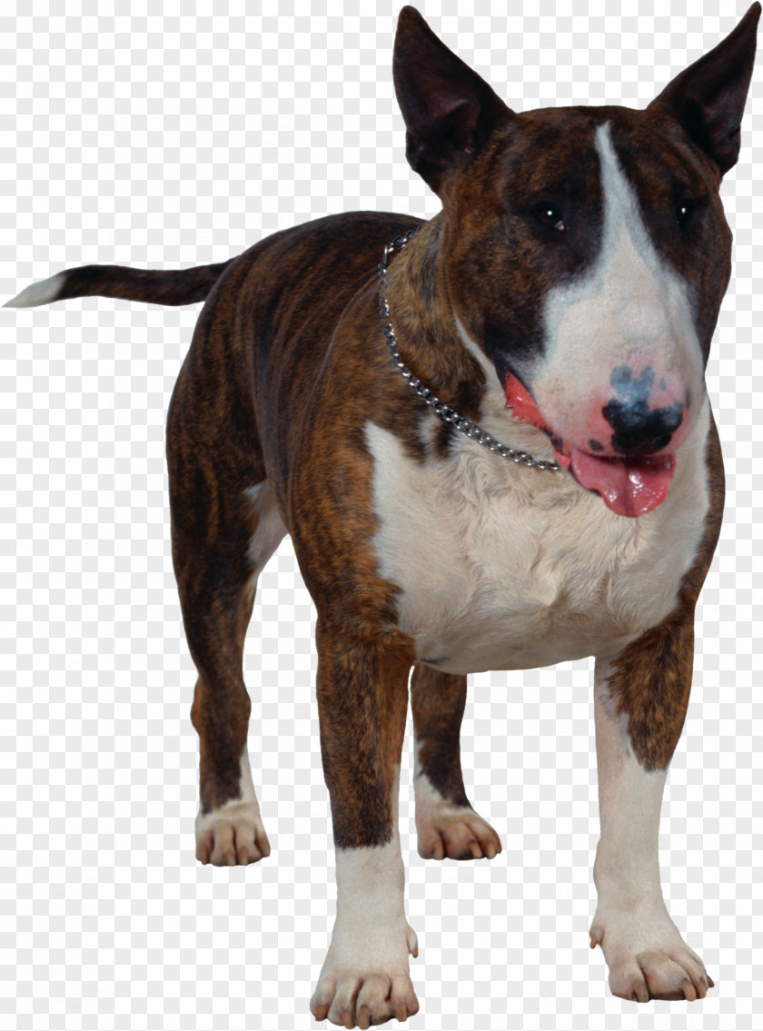 Ferocious Bull Terrier Puppy Clip Art PNG