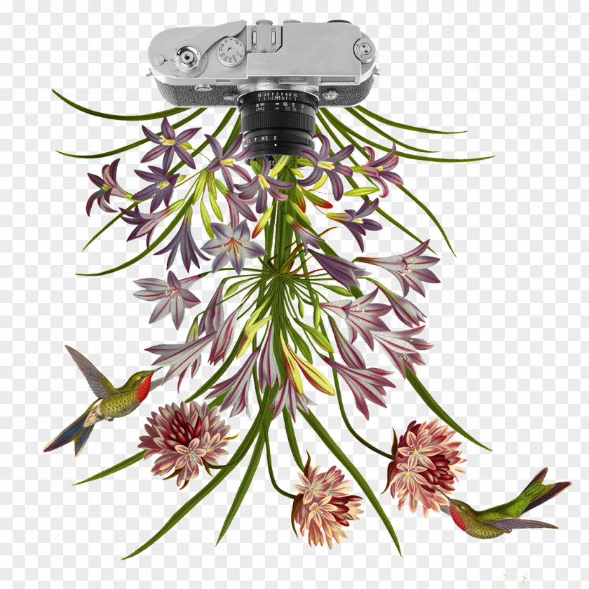 FIG Camera Plant Flowers Flower Collage Botany Petal Illustration PNG